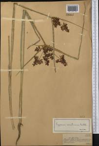 Cyperus serotinus Rottb., Middle Asia, Muyunkumy, Balkhash & Betpak-Dala (M9) (Kazakhstan)