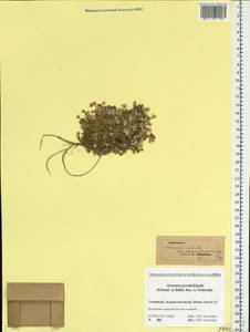 Arenaria pseudofrigida (Ostenf. & O. C. Dahl) Schischk. & Knorring, Eastern Europe, Northern region (E1) (Russia)