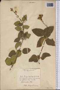 Brassicaceae, America (AMER) (Cuba)