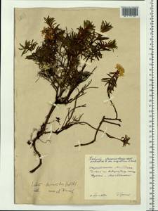 Rhododendron tomentosum (Stokes) Harmaja, Siberia, Chukotka & Kamchatka (S7) (Russia)