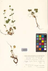 Potentilla matsumurae Th. Wolf, Siberia, Russian Far East (S6) (Russia)