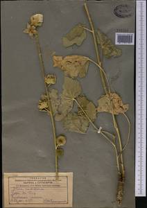 Alcea nudiflora (Lindl.) Boiss., Middle Asia, Northern & Central Tian Shan (M4) (Kazakhstan)