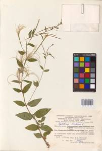 Epilobium montanum L., Eastern Europe, Central region (E4) (Russia)