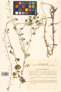 Nasturtium officinale W.T.Aiton, Eastern Europe, Western region (E3) (Russia)