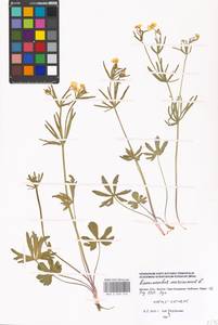 Ranunculus auricomus L., Eastern Europe, Moscow region (E4a) (Russia)