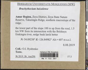Brachythecium baicalense Ignatov, Bryophytes, Bryophytes - Russian Far East (excl. Chukotka & Kamchatka) (B20) (Russia)