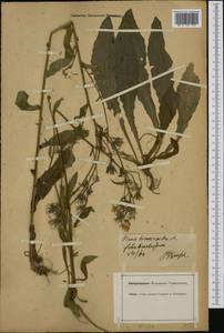 Picris hieracioides L., Western Europe (EUR) (Germany)