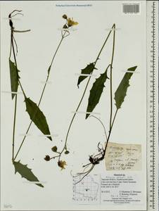 Hieracium lachenalii subsp. deductum (Sudre) Greuter, Eastern Europe, North-Western region (E2) (Russia)