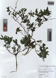 KUZ 004 666, Lonicera caerulea subsp. altaica (Pall.) Gladkova, Siberia, Altai & Sayany Mountains (S2) (Russia)