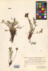 Oxytropis maydelliana Trautv., Siberia, Chukotka & Kamchatka (S7) (Russia)