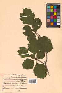 Crataegus maximowiczii C. K. Schneid., Siberia, Russian Far East (S6) (Russia)