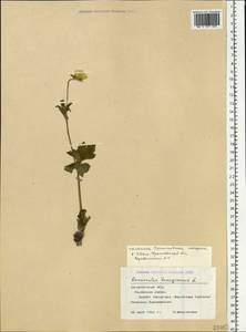 Ranunculus lanuginosus L., Eastern Europe, West Ukrainian region (E13) (Ukraine)