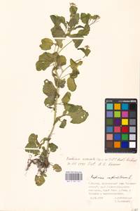 Barbarea vulgaris W. T. Aiton, Eastern Europe, Moscow region (E4a) (Russia)