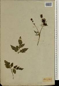 Bidens pilosa L., South Asia, South Asia (Asia outside ex-Soviet states and Mongolia) (ASIA) (Not classified)