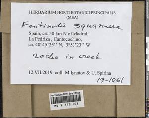 Fontinalis squamosa Hedw., Bryophytes, Bryophytes - Western Europe (BEu) (Spain)