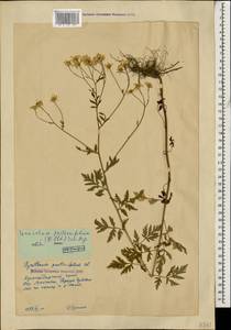 Tanacetum partheniifolium (Willd.) Sch. Bip., Caucasus, Krasnodar Krai & Adygea (K1a) (Russia)