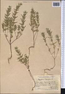 Ziziphora tenuior L., Middle Asia, Dzungarian Alatau & Tarbagatai (M5) (Kazakhstan)