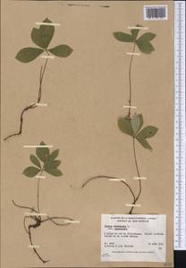 Cornus canadensis L., America (AMER) (Canada)