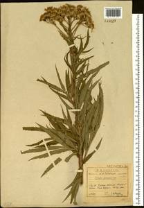 Jacobaea cannabifolia (Less.) E. Wiebe, Siberia, Baikal & Transbaikal region (S4) (Russia)