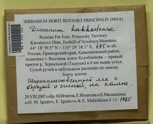 Dicranum viride var. hakkodense (Cardot) Takaki, Bryophytes, Bryophytes - Russian Far East (excl. Chukotka & Kamchatka) (B20) (Russia)