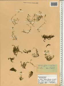 Callitriche palustris L., Eastern Europe, Central forest region (E5) (Russia)