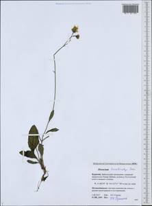 Hieracium korshinskyi Zahn, Siberia, Baikal & Transbaikal region (S4) (Russia)