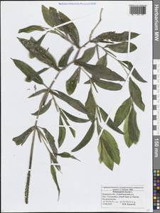 Potamogeton lucens L., Eastern Europe, Central region (E4) (Russia)