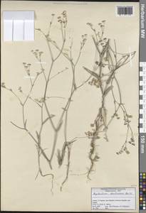 Bupleurum erubescens Boiss., South Asia, South Asia (Asia outside ex-Soviet states and Mongolia) (ASIA) (Turkey)