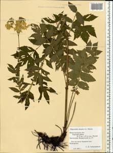 Filipendula ulmaria (L.) Maxim., Eastern Europe, Volga-Kama region (E7) (Russia)