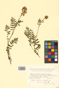 Sorbaria pallasii (G. Don) Pojark., Siberia, Russian Far East (S6) (Russia)