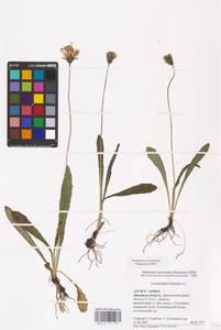 Leontodon hispidus L., Eastern Europe, Central forest-and-steppe region (E6) (Russia)