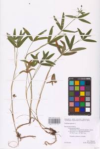 Trifolium alpestre L., Eastern Europe, Central region (E4) (Russia)