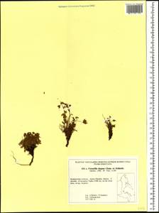 Potentilla elegans Cham. & Schltdl., Siberia, Russian Far East (S6) (Russia)