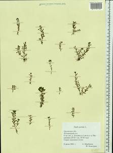 Lythrum portula (L.) D. A. Webb, Eastern Europe, Central forest-and-steppe region (E6) (Russia)