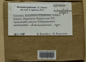 Dicranum spadiceum J.E. Zetterst., Bryophytes, Bryophytes - North Caucasus & Ciscaucasia (B12) (Russia)