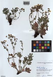 Potentilla humifusa Willd., Siberia, Altai & Sayany Mountains (S2) (Russia)