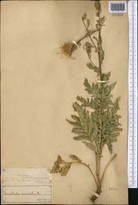 Serratula coronata L., Middle Asia, Muyunkumy, Balkhash & Betpak-Dala (M9) (Kazakhstan)