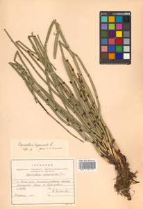 Equisetum hyemale L., Siberia, Russian Far East (S6) (Russia)