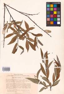 Salix acutifolia Willd., Eastern Europe, North-Western region (E2) (Russia)