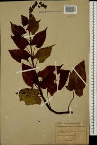Salvia glutinosa L., Caucasus, Abkhazia (K4a) (Abkhazia)