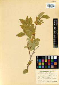 Ulmus pumila L., Siberia, Baikal & Transbaikal region (S4) (Russia)