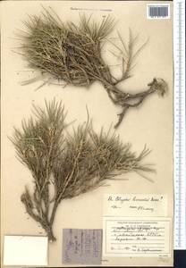 Astragalus lasiosemius Boiss., Middle Asia, Pamir & Pamiro-Alai (M2)