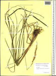 Calamagrostis arundinacea (L.) Roth, Caucasus, North Ossetia, Ingushetia & Chechnya (K1c) (Russia)