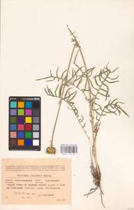 Klasea radiata subsp. tanaitica (P. A. Smirn.) L. Martins, Eastern Europe, Lower Volga region (E9) (Russia)