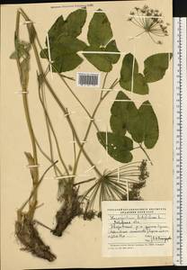 Laserpitium latifolium L., Eastern Europe, West Ukrainian region (E13) (Ukraine)