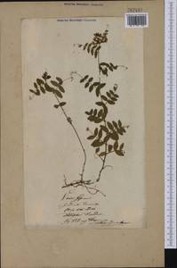 Vicia sepium L., Eastern Europe, Lithuania (E2a) (Lithuania)