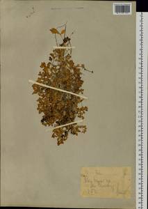Honckenya peploides (L.) Ehrh., Siberia, Western Siberia (S1) (Russia)