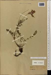 Onobrychis biebersteinii Sirj., Caucasus, Armenia (K5) (Armenia)