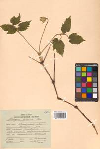 Clematis koreana Kom., Siberia, Russian Far East (S6) (Russia)