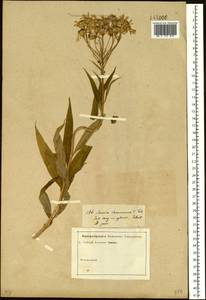 Senecio nemorensis L., Siberia, Baikal & Transbaikal region (S4) (Russia)